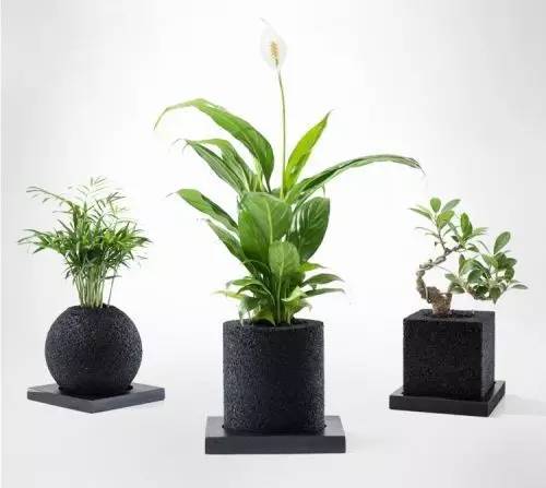 怎么除甲醛靠得牢？竹炭、植物成***“騙局”