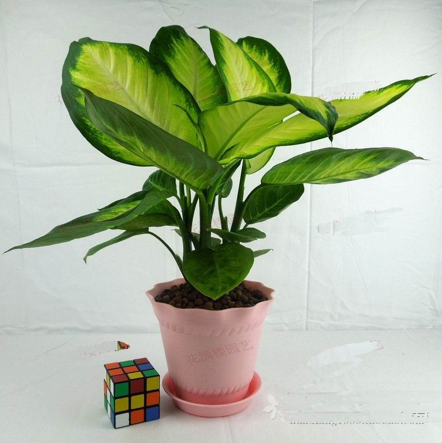 哪些植物可以除甲醛，本事***呢？