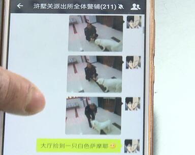 有問題找警察，薩摩耶派出所報(bào)案，不注意這件事，對(duì)狗狗致命，警察蜀黍卻幫不上忙！