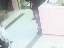 有問題找警察，薩摩耶派出所報(bào)案，不注意這件事，對狗狗致命，警察蜀黍卻幫不上忙！