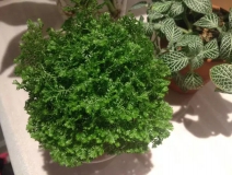 這幾種植物擺家中，空氣清新一整年！