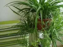 除甲醛，竹炭綠植不給力