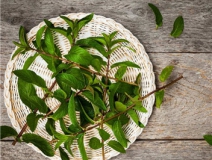 植物可以去甲醛嗎？甲醛治理原理是什么