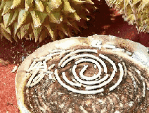 成分中有甲醛蚊香立馬變毒香，甚至還會(huì)致癌……