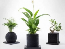 怎么甲醛治理靠得牢？竹炭、植物成最大“騙局”