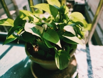 植物能治理甲醛嗎？科學(xué)使用植物很重要